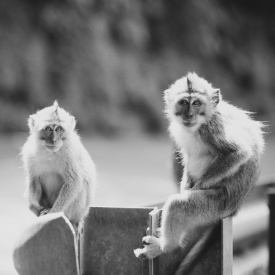 Monkeys Bali